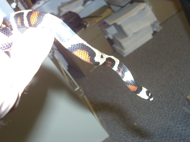 another pic of the aberrant hondo