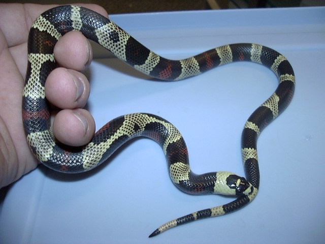 aberrant hondo