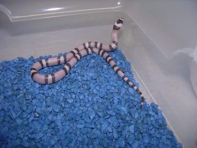 Ghost Honduran