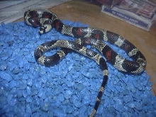 Abberant Honduran