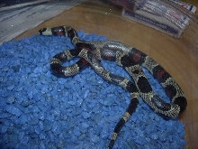 Abberant Honduran