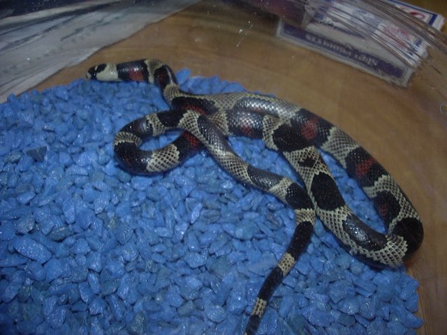 Abberant Honduran