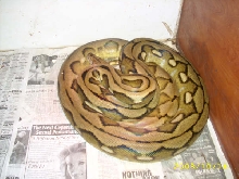 sunfire tiger retic