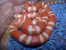 Tangerine albino Honduran