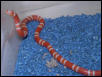 Tangerine albino Honduran
