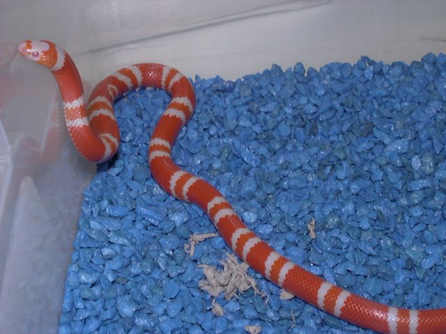 Tangerine albino Honduran
