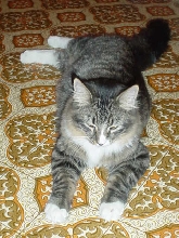 on kitchen floor