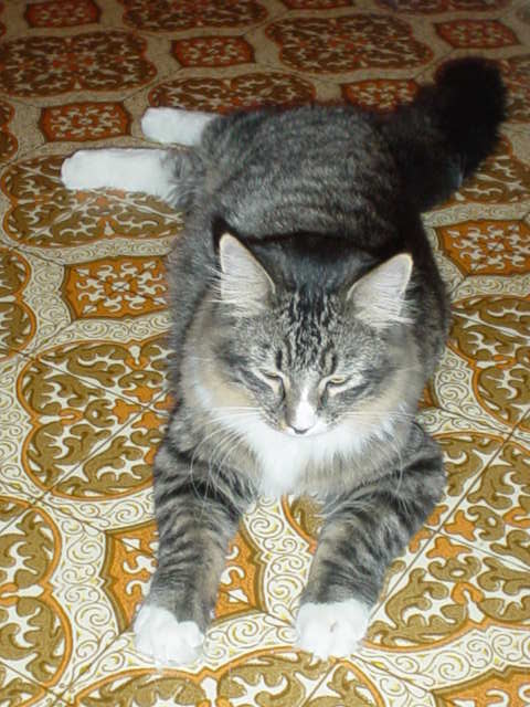 on kitchen floor