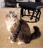 Mr Boots