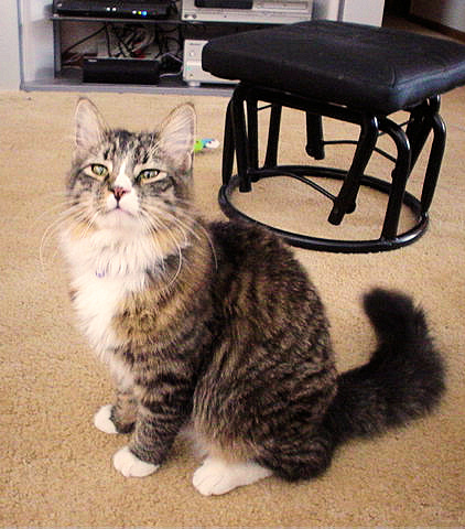 Mr Boots
