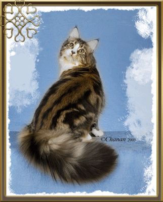 Breeder Picture of Sandy
