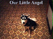 angel