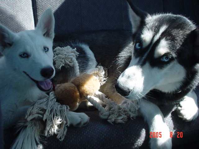 Ride home from breeder