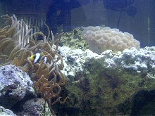 Long Tenticle Anenome with Clarkie and Bubble Coral