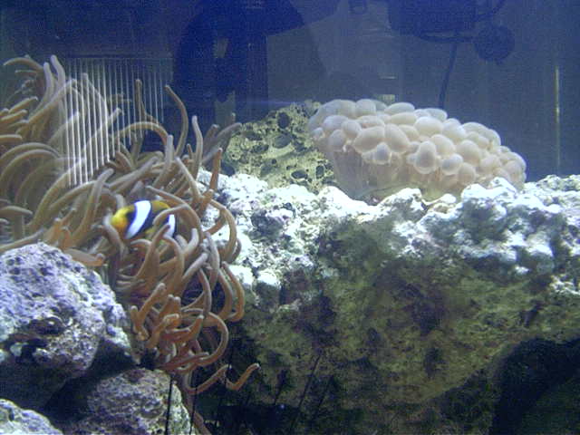 Long Tenticle Anenome with Clarkie and Bubble Coral