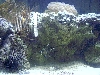 Cardinal, Urchin, Anenome, Bubble