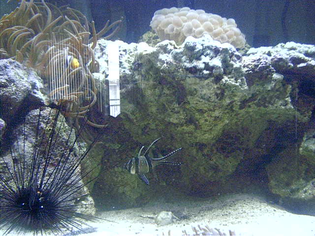 Cardinal, Urchin, Anenome, Bubble
