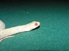 ruffles on pool table