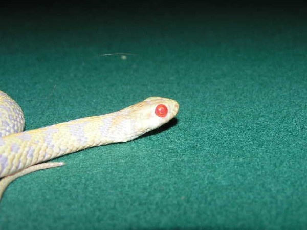 ruffles on pool table