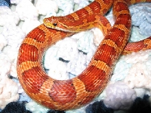 Taffy the okeetee corn snake