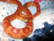 Taffy the okeetee corn snake