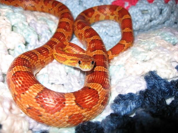 Taffy the okeetee corn snake