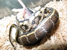 Ollie the beauty snake