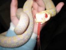 Ruffles the albino checkered garter snake