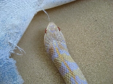 Ruffles the albino checkered garter snake