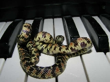 Java on piano, lol