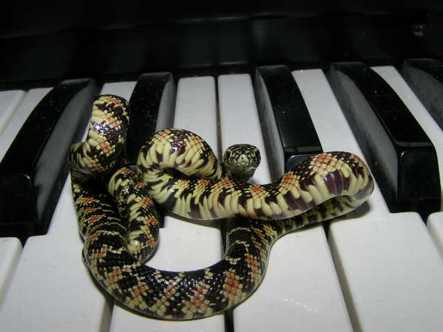 Java on piano, lol