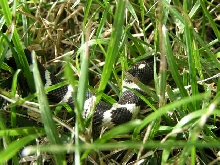 Oreo in grass