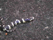 Oreo shedding