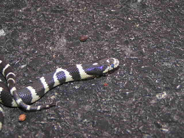 Oreo shedding