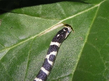 Oreo on a leaf