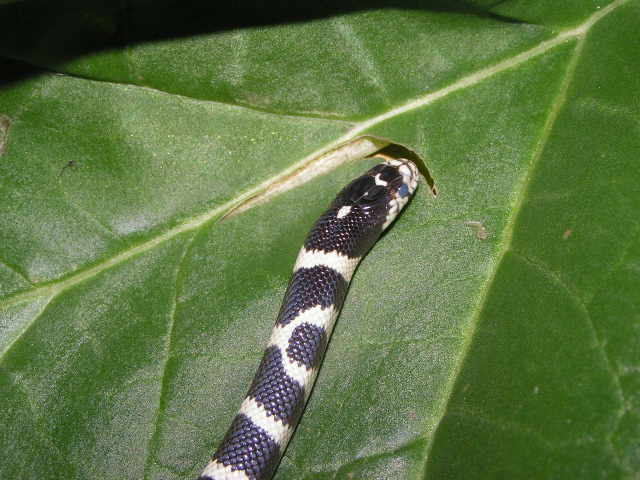 Oreo on a leaf