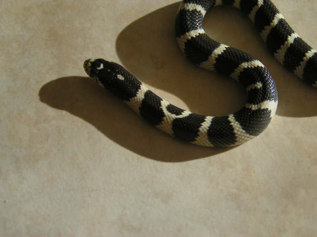 Oreo