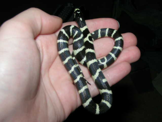 Oreo-my female cali king