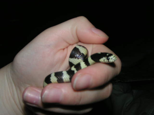 Oreo-my female cali king