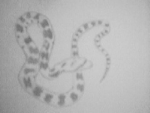 baby rat snake drawing