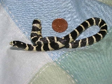 Oreo compared to a canadian penny