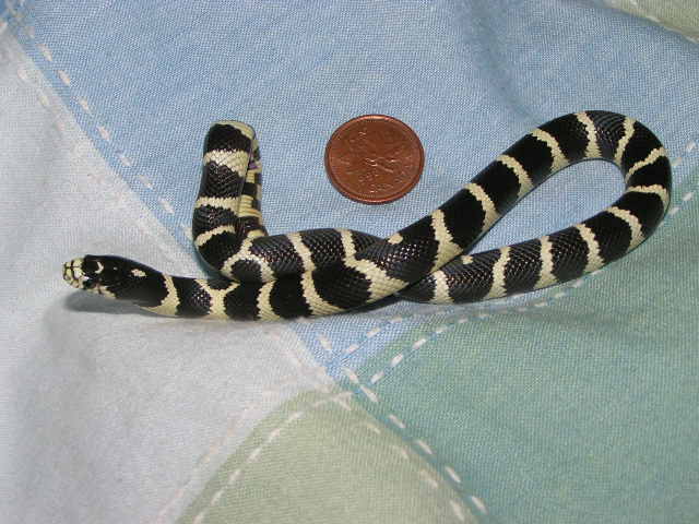 Oreo compared to a canadian penny