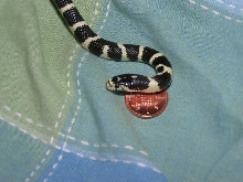 Oreo comparen to a scottish penny