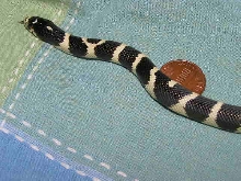 Oreo compared to an american penny