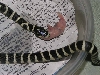 Oreo's first meal