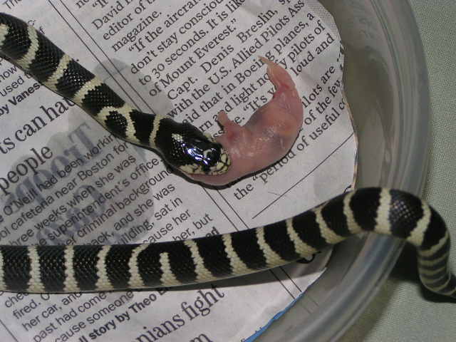 Oreo's first meal