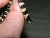 oreo in my hand