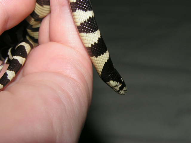 oreo in my hand
