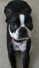 Kali the boston terrier