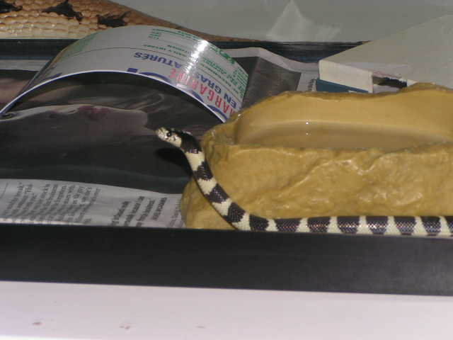 A cobra? no, it's Oreo